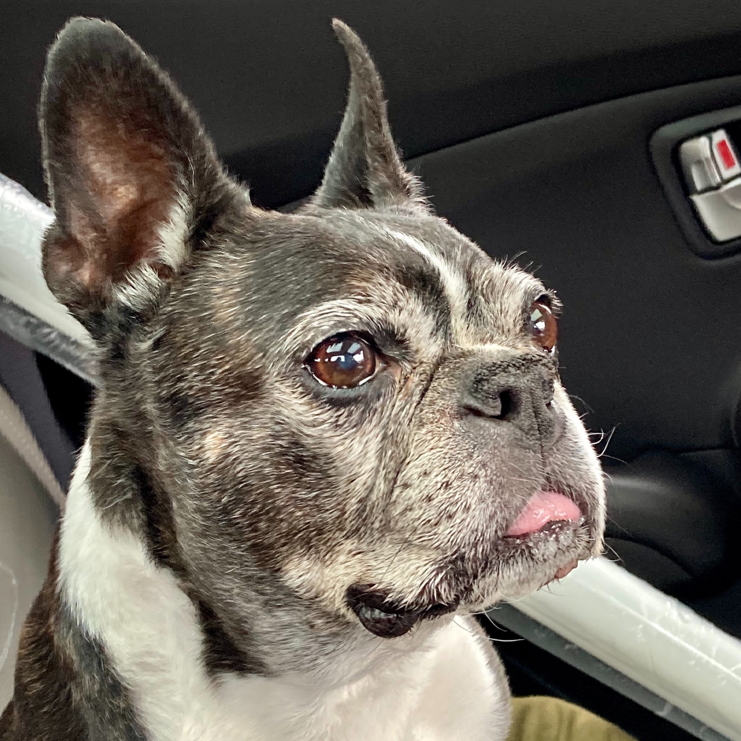 senior dog